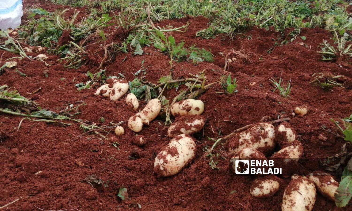 Potato crops in Sarmin city, east of Idlib, December 15, 2023 (Enab Baladi/Shams al-Din Matoun)