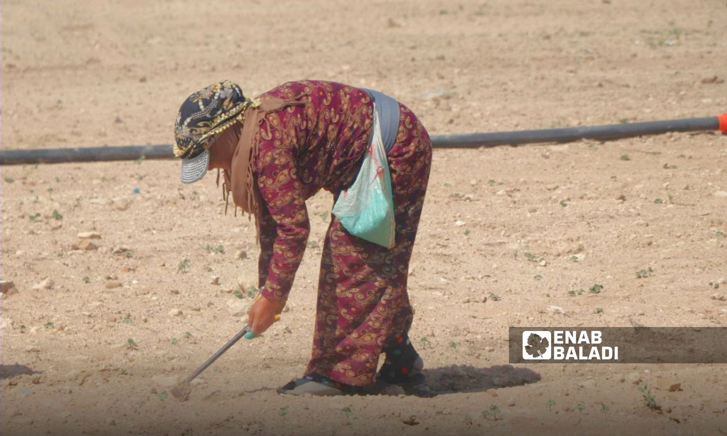 A woman plows the soil before planting broad beans in Ras al-Ain, northwest Syria - November 2023 (Enab Baladi)