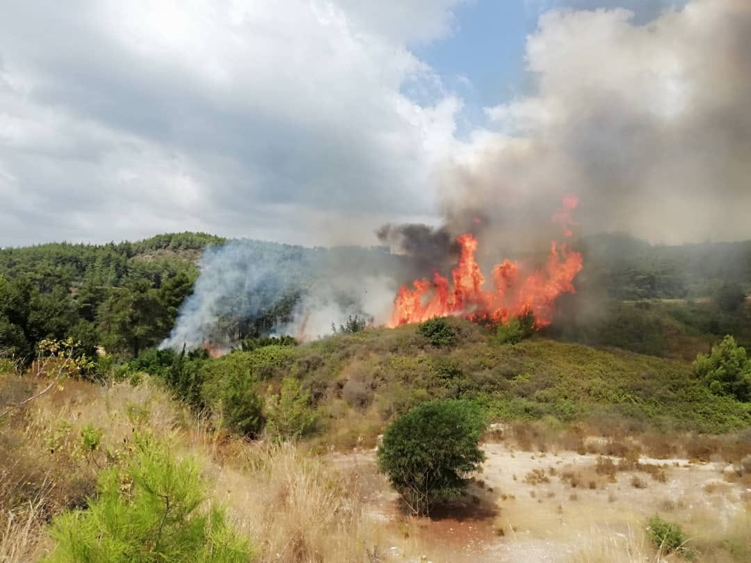 An agricultural fire in Latakia governorate covered an area of three dunams - August 24, 2023 (Agricultural Media in Syria)