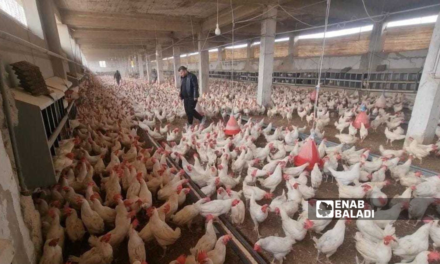 A poultry farm in the Idlib countryside, northwestern Syria - December 2023 (Enab Baladi/ Anas al-Khouli)