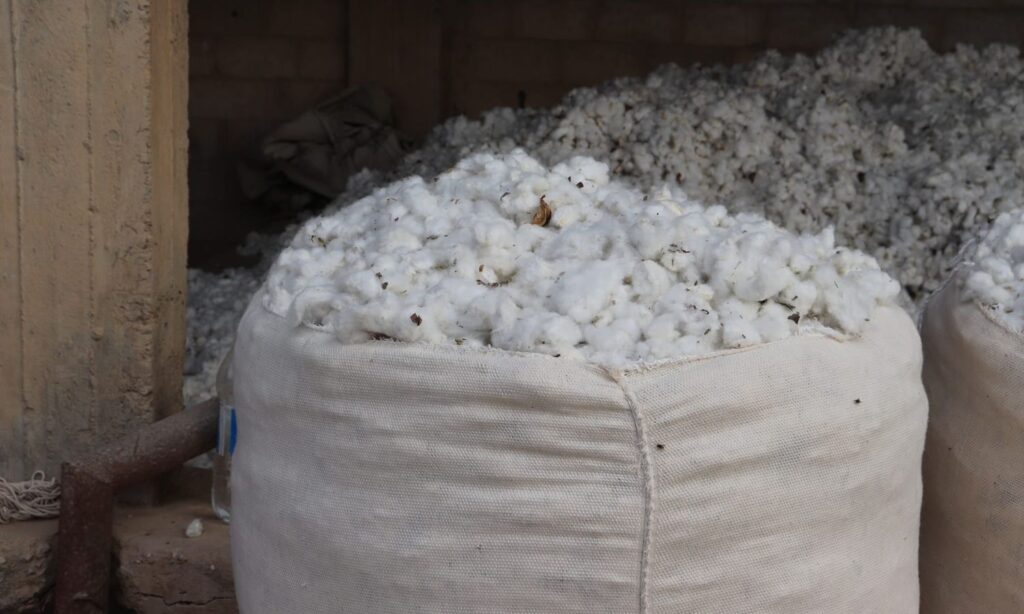 Cotton crop production in Syria (Agricultural Media in Syria)