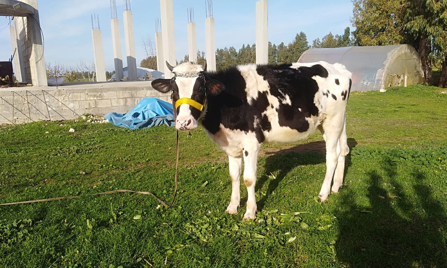 The costs of raising cows are burdensome to breeders in Latakia governorate (Selling cows in Syria/Facebook)