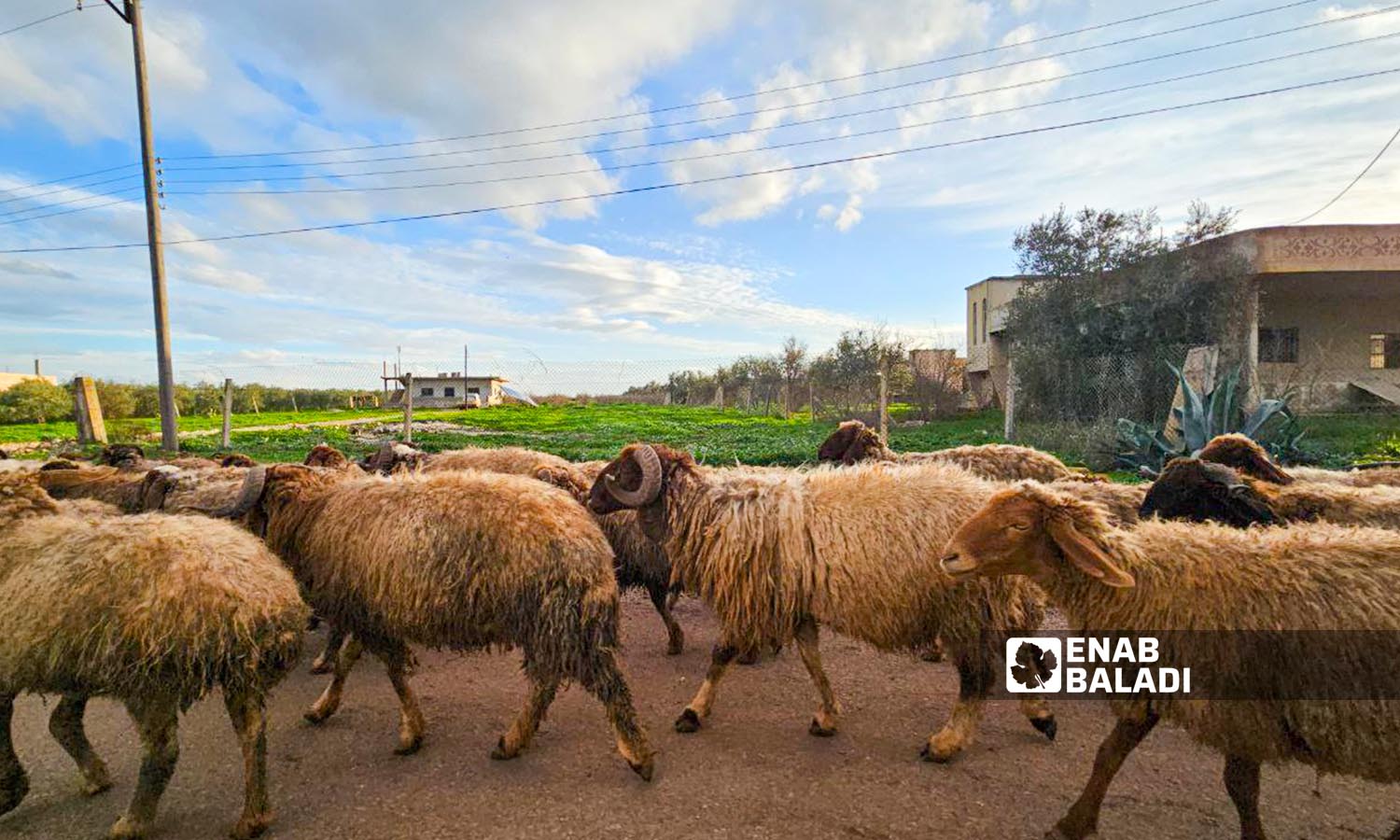 A flock of sheep grazing near agricultural plains in Tal Shihab town, west of Daraa city, January 15, 2024 (Enab Baladi/Sarah al-Ahmad)
