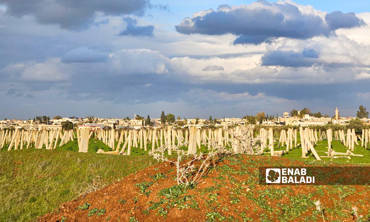 Vineyards in Tal Shihab town, west of Daraa city, January 15, 2024 (Enab Baladi/Sarah al-Ahmad)
