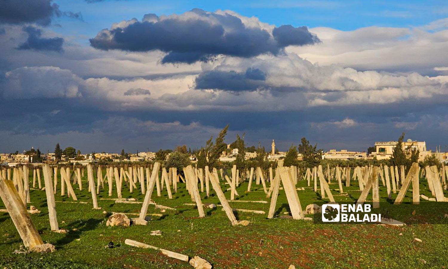 Vineyards in Tal Shihab town, west of Daraa city, January 15, 2024 (Enab Baladi/Sarah al-Ahmad)
