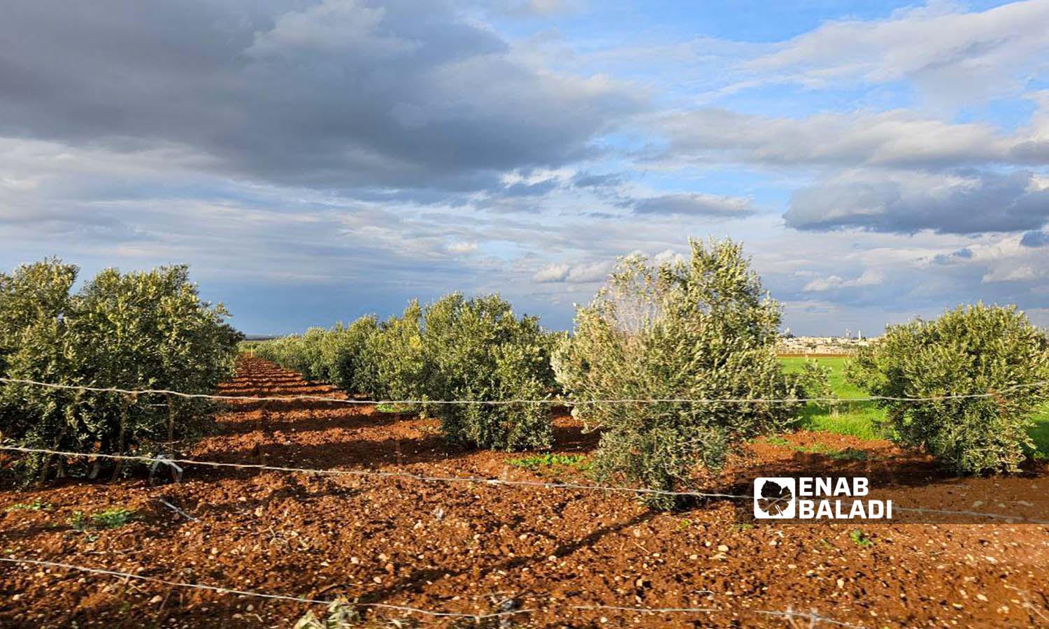 Olive groves in Tal Shihab town, west of Daraa city, January 15, 2024 (Enab Baladi/Sarah al-Ahmad)
