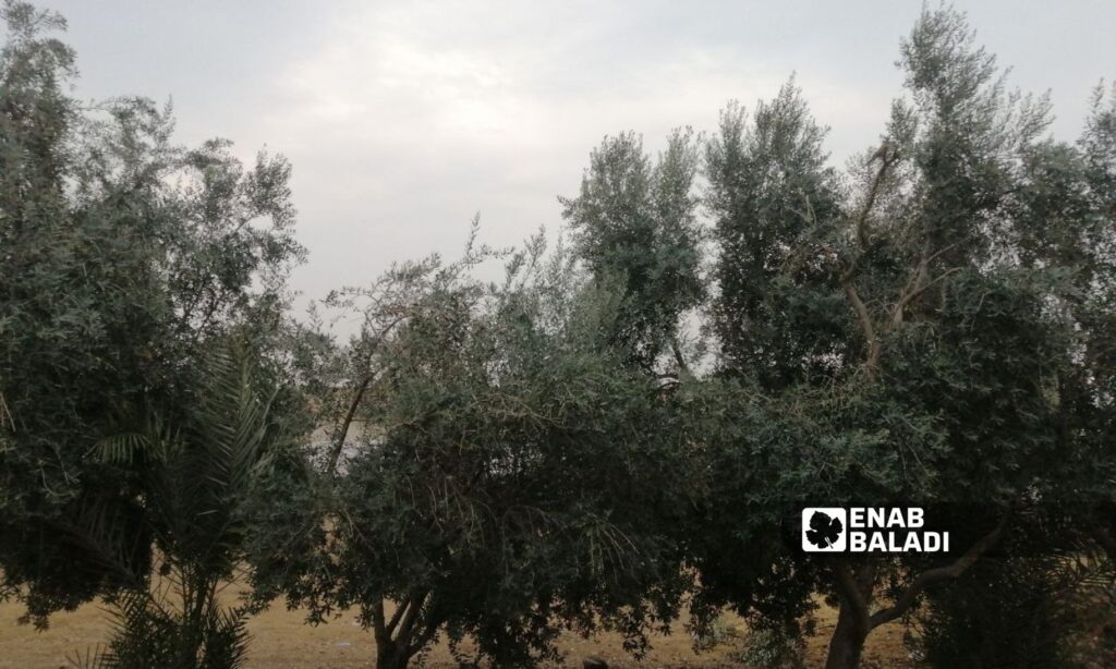 Olive trees in Deir Ezzor eastern countryside, January 17, 2023 (Enab Baladi\Obadah al-Sheikh)
