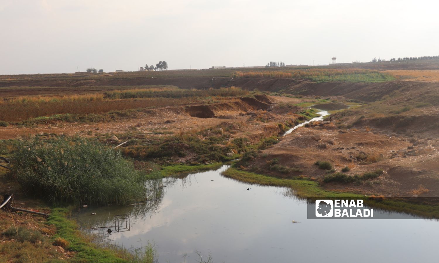 Agricultural land in the village of Tel Half in Ras al-Ain is irrigated with sewage water - December 21, 2023 (Enab Baladi)