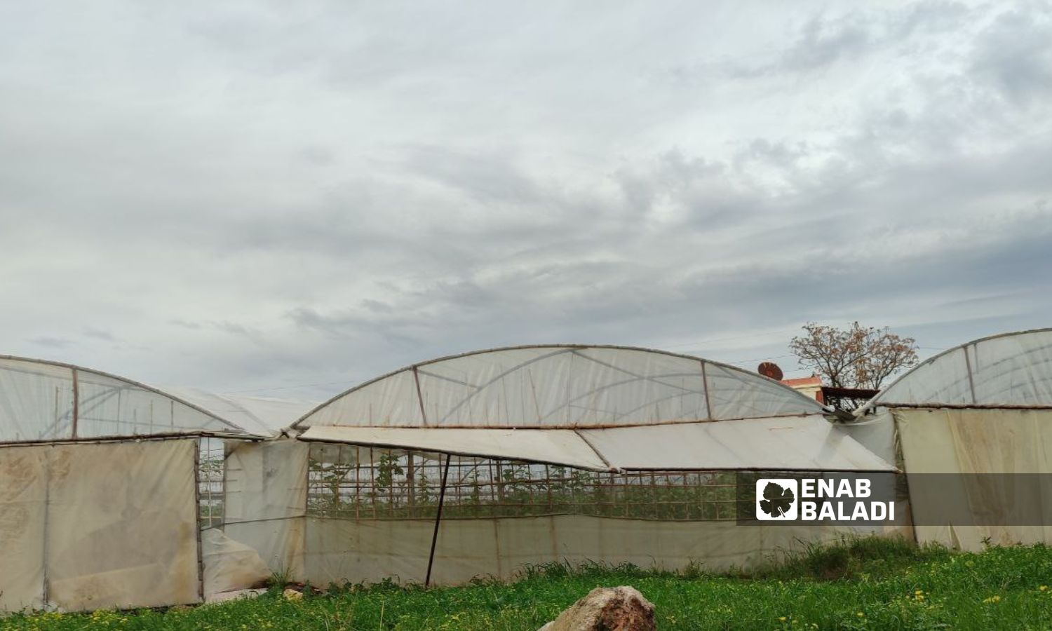 Greenhouses in Banias city - December 11, 2023 (Enab Baladi)