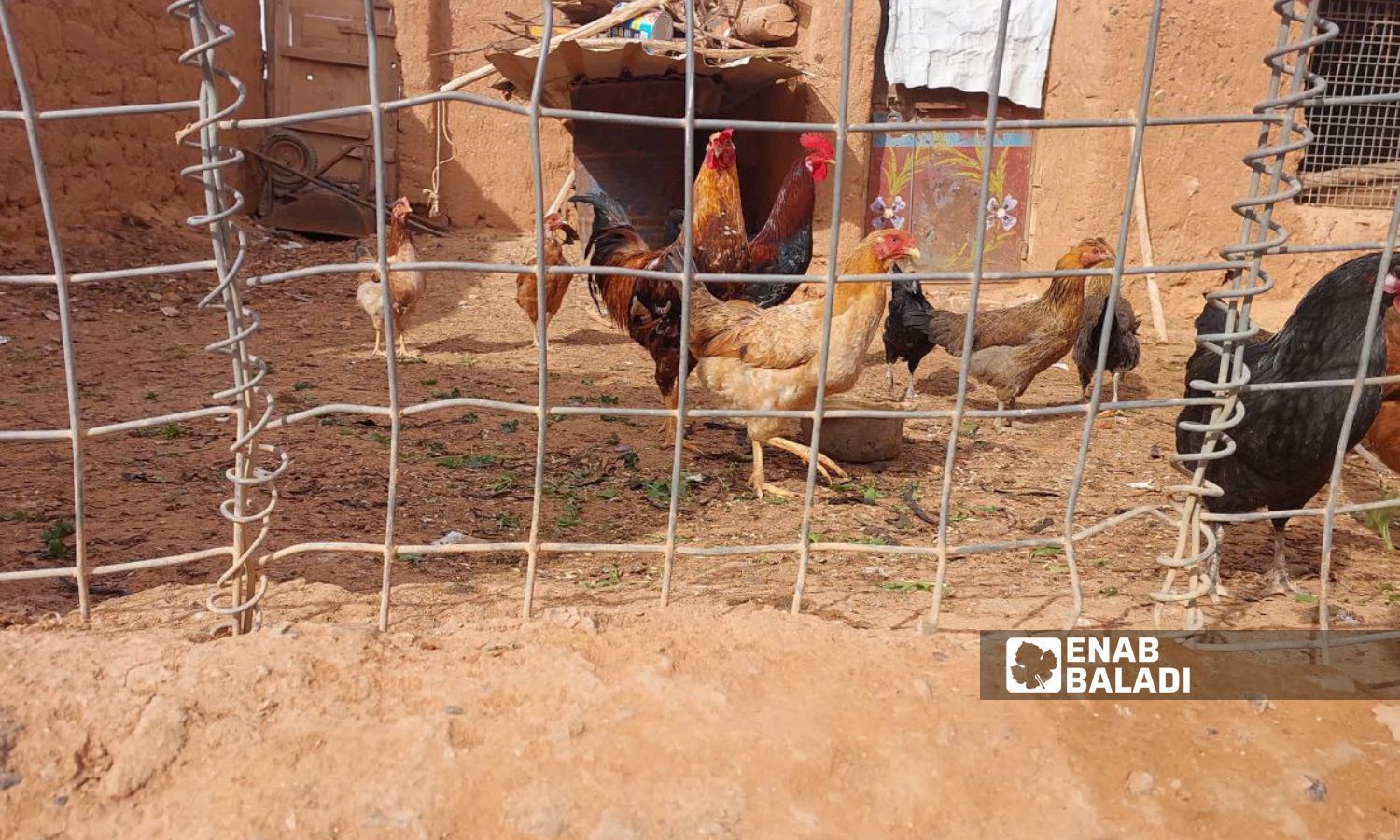 Chickens in the Rukban camp on the Syrian-Jordanian border - January 17, 2024 (Enab Baladi)