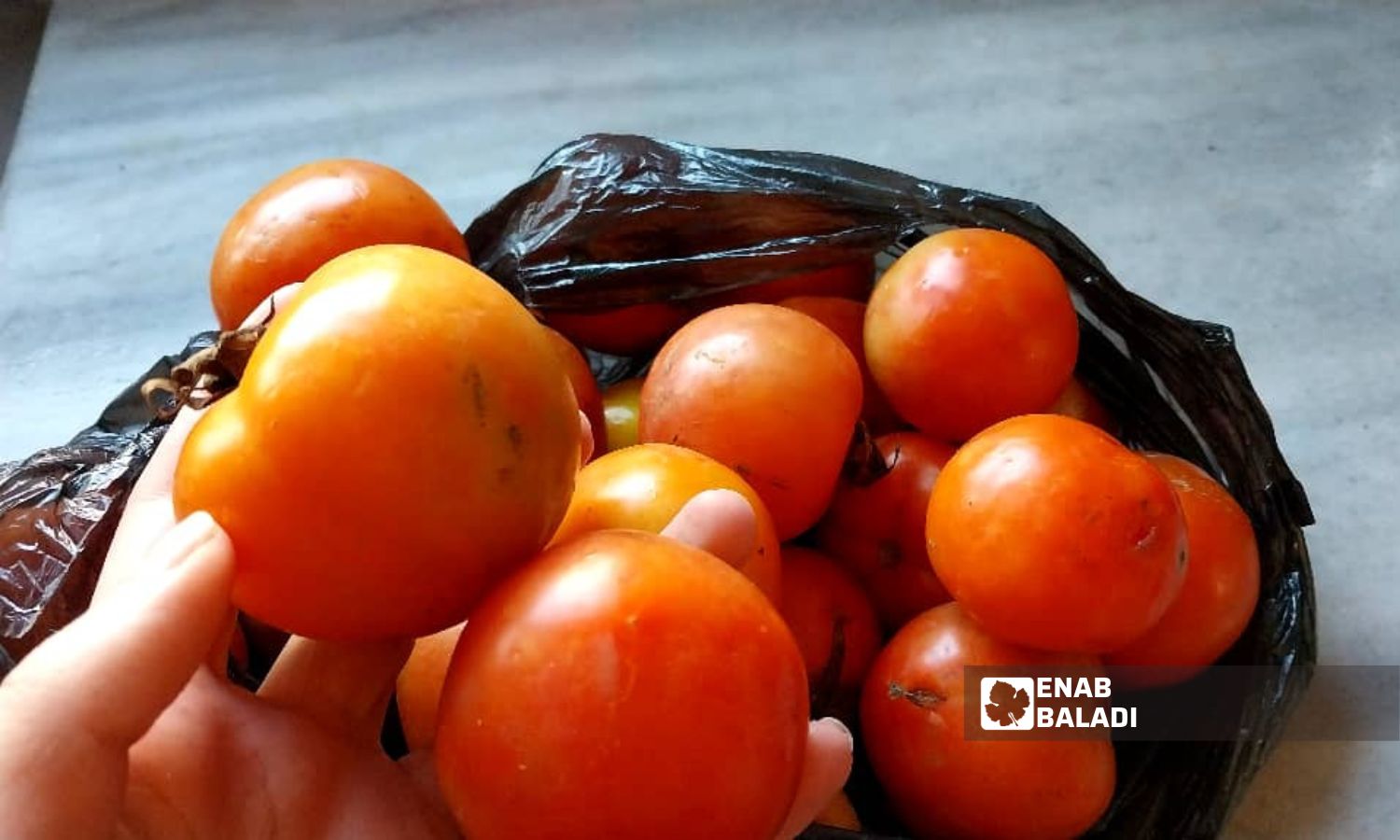 Coastal tomatoes sold in the markets of Daraa governorate - January 9, 2024 (Enab Baladi/Sarah al-Ahmad)