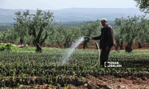 Pruning olive trees after the harvesting process in Kafr Safrah area of Jindires - April 9, 2023 (Enab Baladi/Amir Kharboutli)