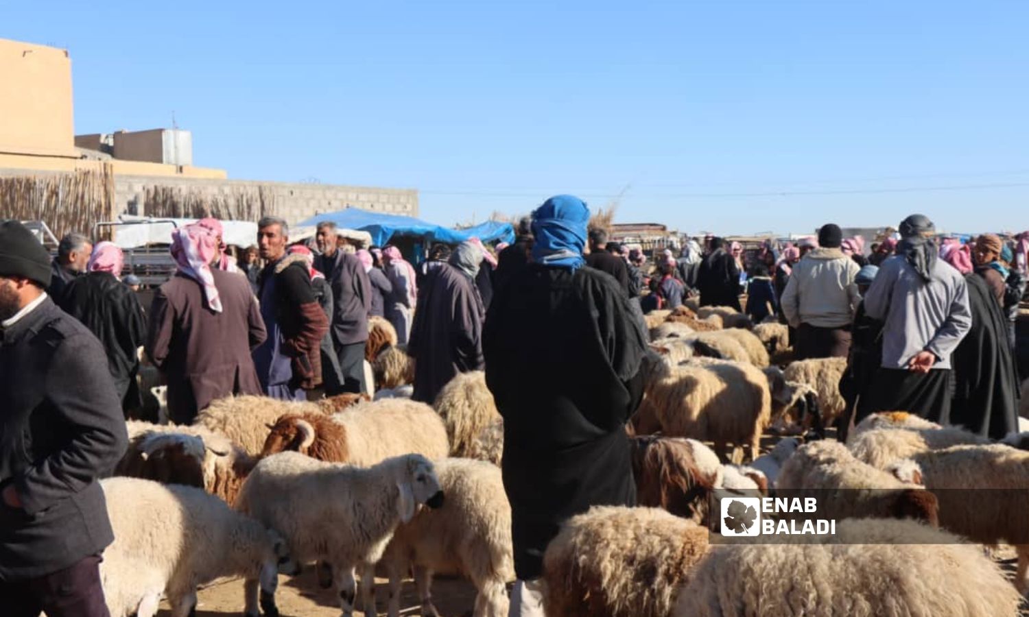 Livestock auctions in the eastern countryside of Deir Ezzor - January 31, 2024 (Enab Baladi/Obadah al-Sheikh)