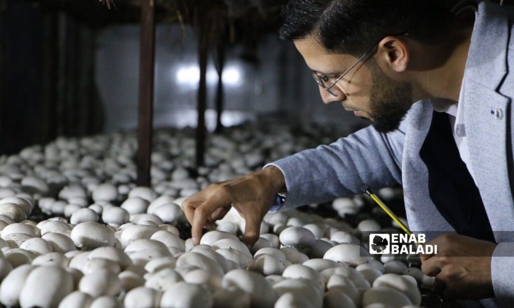 Mohammad Haqqi, owner of a mushroom cultivation project in Afrin, north of Aleppo - February 2024 (Enab Baladi)