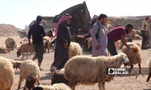Sheep sales movement almost stagnant in Ras al-Ain northwest of al-Hasakah - October 2023 (Enab Baladi)