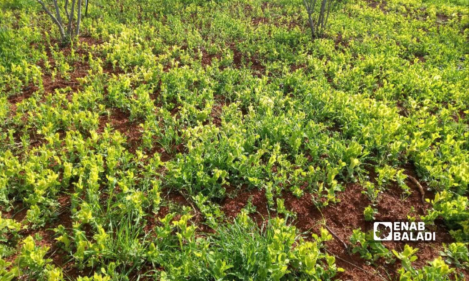 Pea crop in the countryside of Daraa - February 6, 2024 (Enab Baladi/Halim Muhammad)