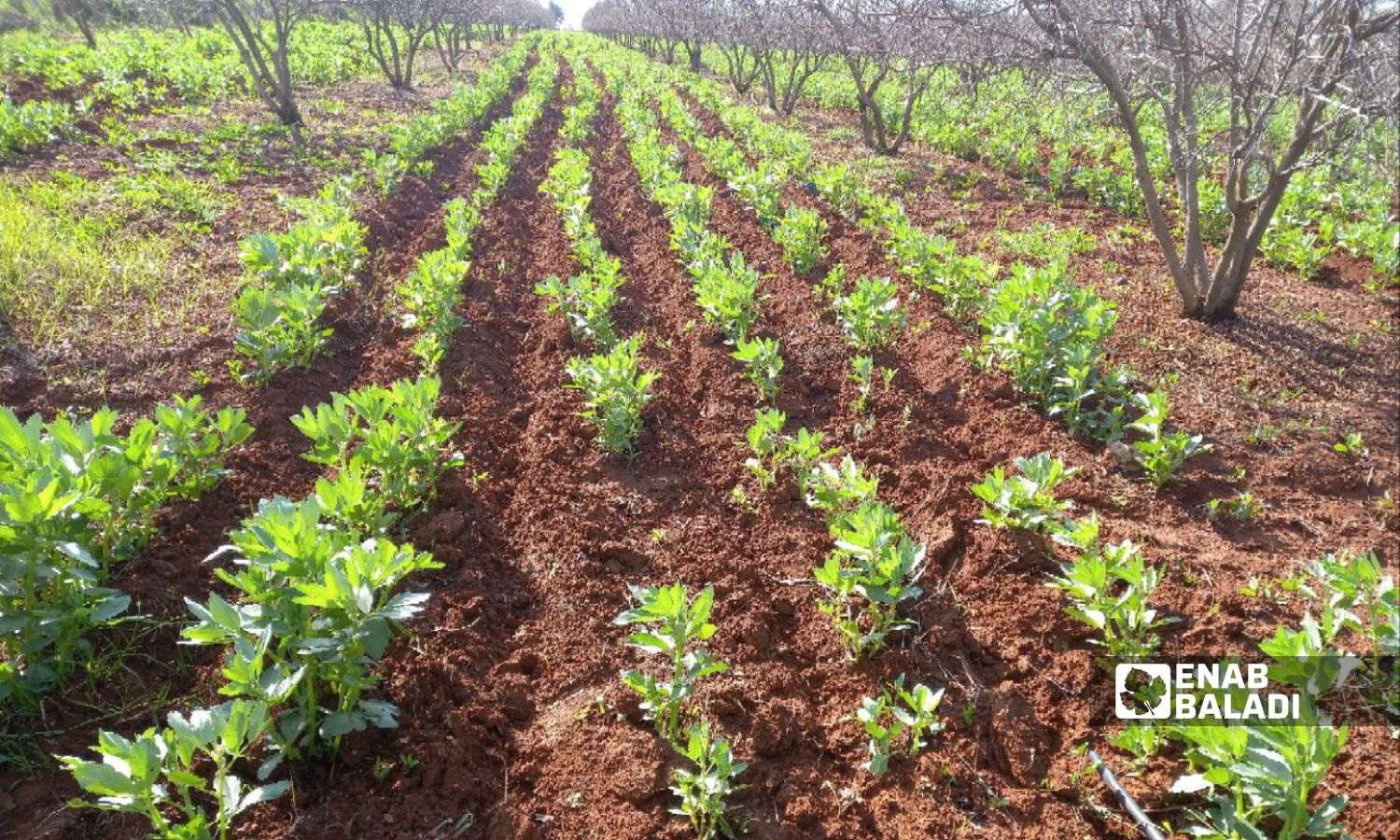 Broad beans crop in the countryside of Daraa - February 6, 2024 (Enab Baladi/Halim Muhammad)