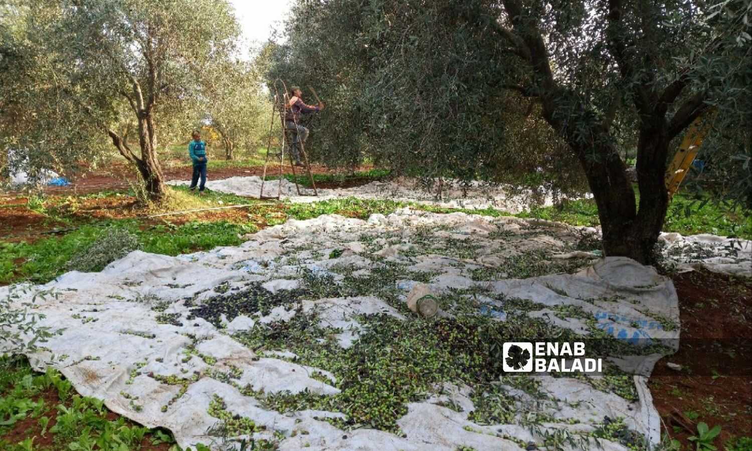 Workers harvesting olives in a field in the western countryside of Daraa - December 8, 2023 (Enab Baladi/Halim Muhammad)