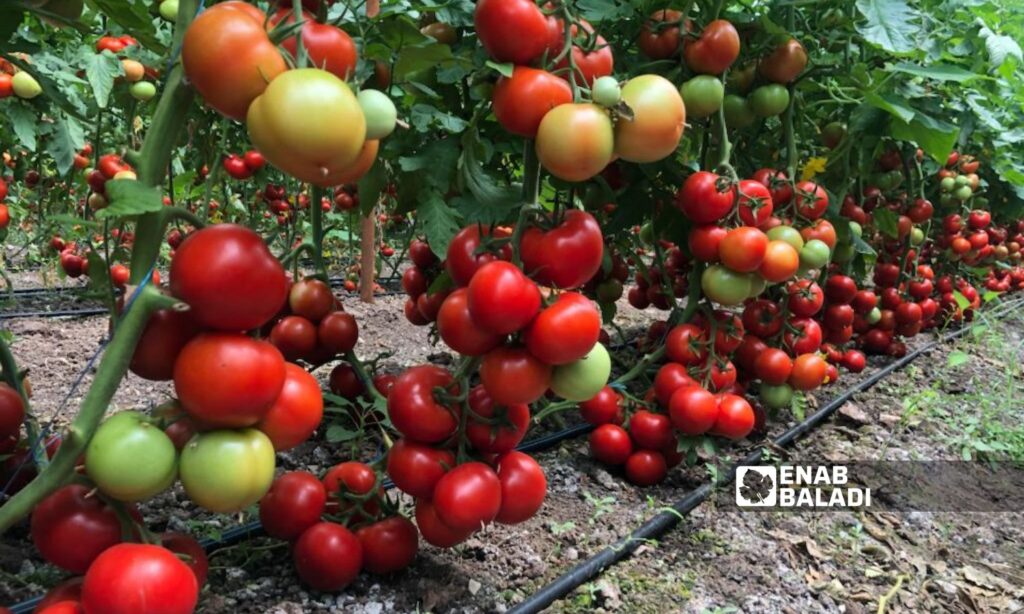 Agricultural crops within plastic greenhouses in rural Idlib - February 10, 2024 (Enab Baladi/Abdul Karim al-Thalji)