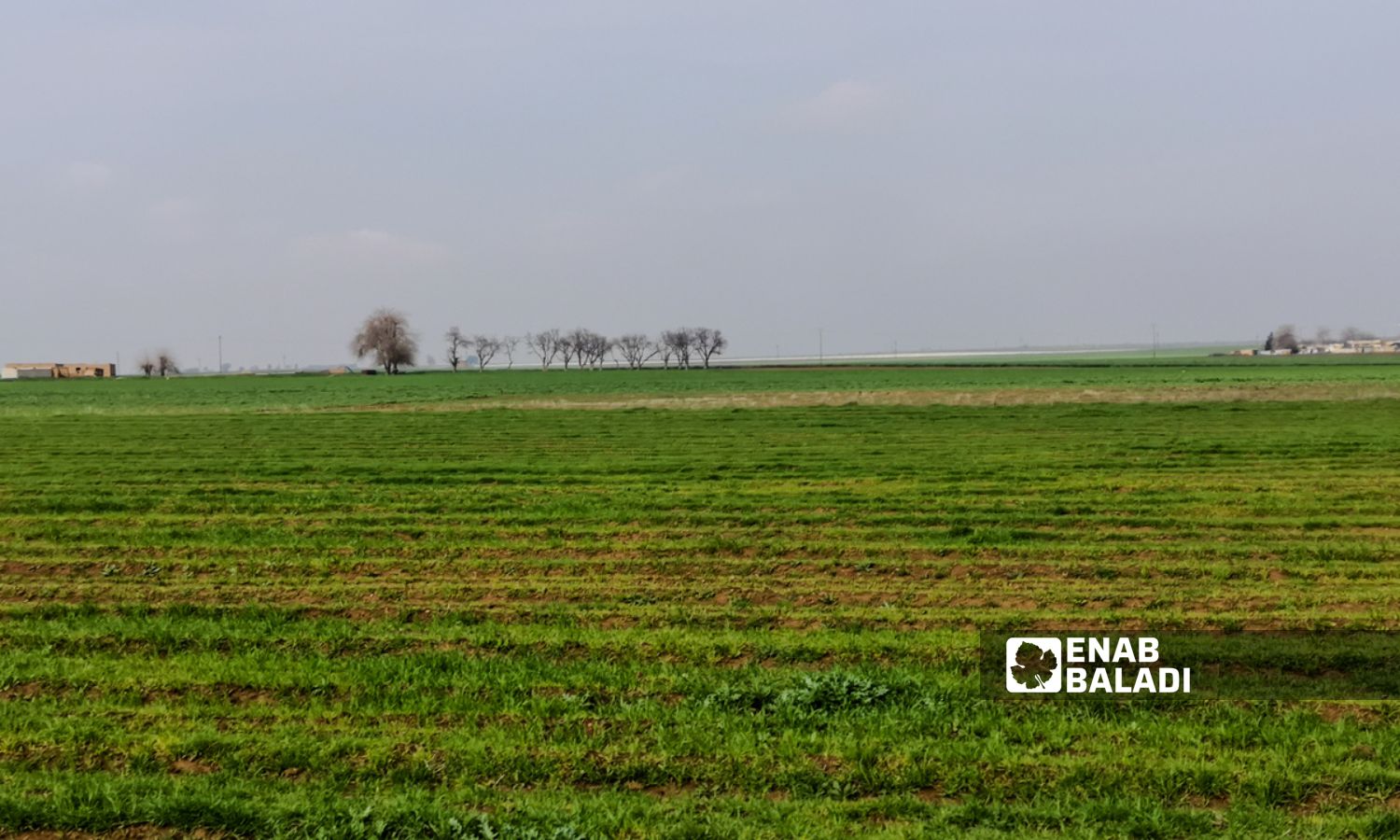 Agricultural land in Ras al-Ain, northwest of al-Hasakah - February 25, 2024 (Enab Baladi)