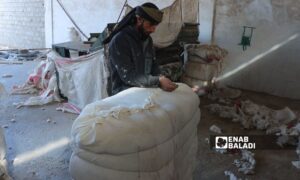 Workers inside a cotton ginning factory in al-Tawamia village, in the northern countryside of Deir Ezzor - February 5, 2024 (Enab Baladi/Obadah al-Sheikh)