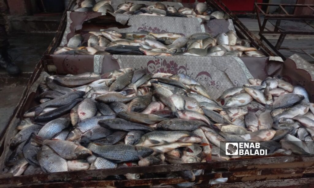 Residents flock to buy fish due to its lower price compared to meat in Ras al-Ain – February 15, 2024 (Enab Baladi)