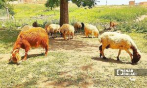 Sheep in the eastern countryside of Qamishli - February 10, 2024 (Enab Baladi/Majd al-Salem)
