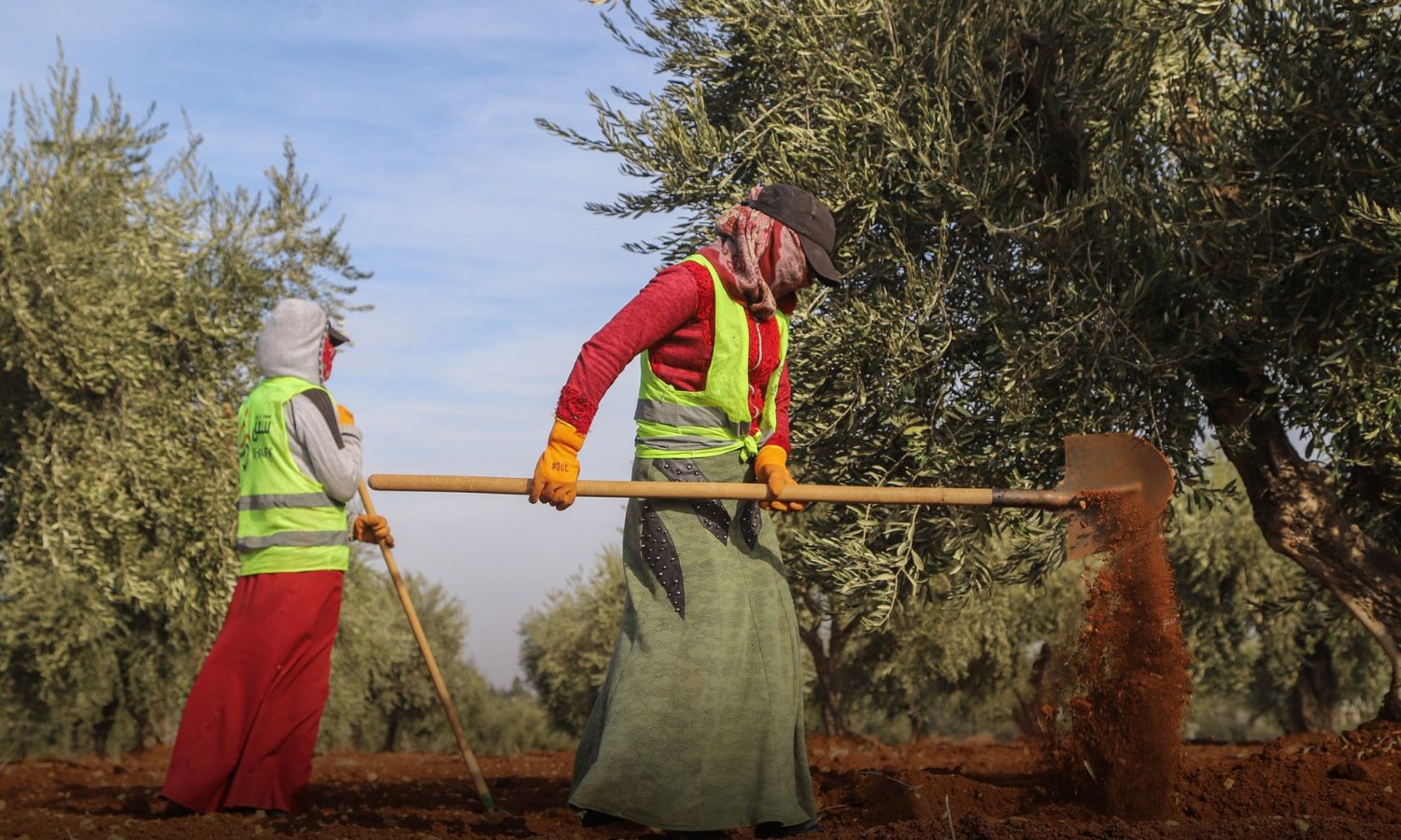 Women working in the field of olive tree layering in northern Syria – December 28, 2021 (Shafak Organization)