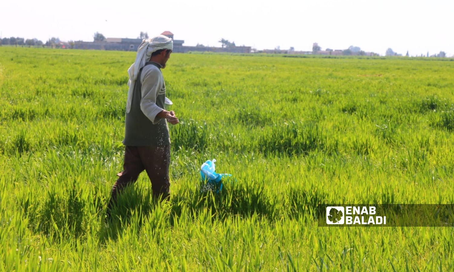 The sunn pest inflicts damage on the wheat crop in Deir Ezzor - March 28, 2024 (Enab Baladi/Obadah al-Sheikh)
