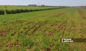 Farmers in Idlib are turning to the cultivation of cumin, hoping to yield a higher financial return than wheat farming - March 2024 (Enab Baladi)