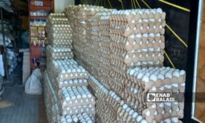 A store distributing eggs in Tafas city in the western countryside of Daraa, April 29, 2024 (Enab Baladi/Halim Muhammad)