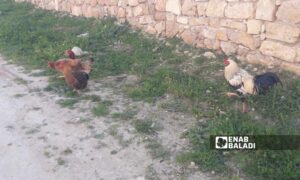 Chickens in the countryside of Latakia (Enab Baladi)