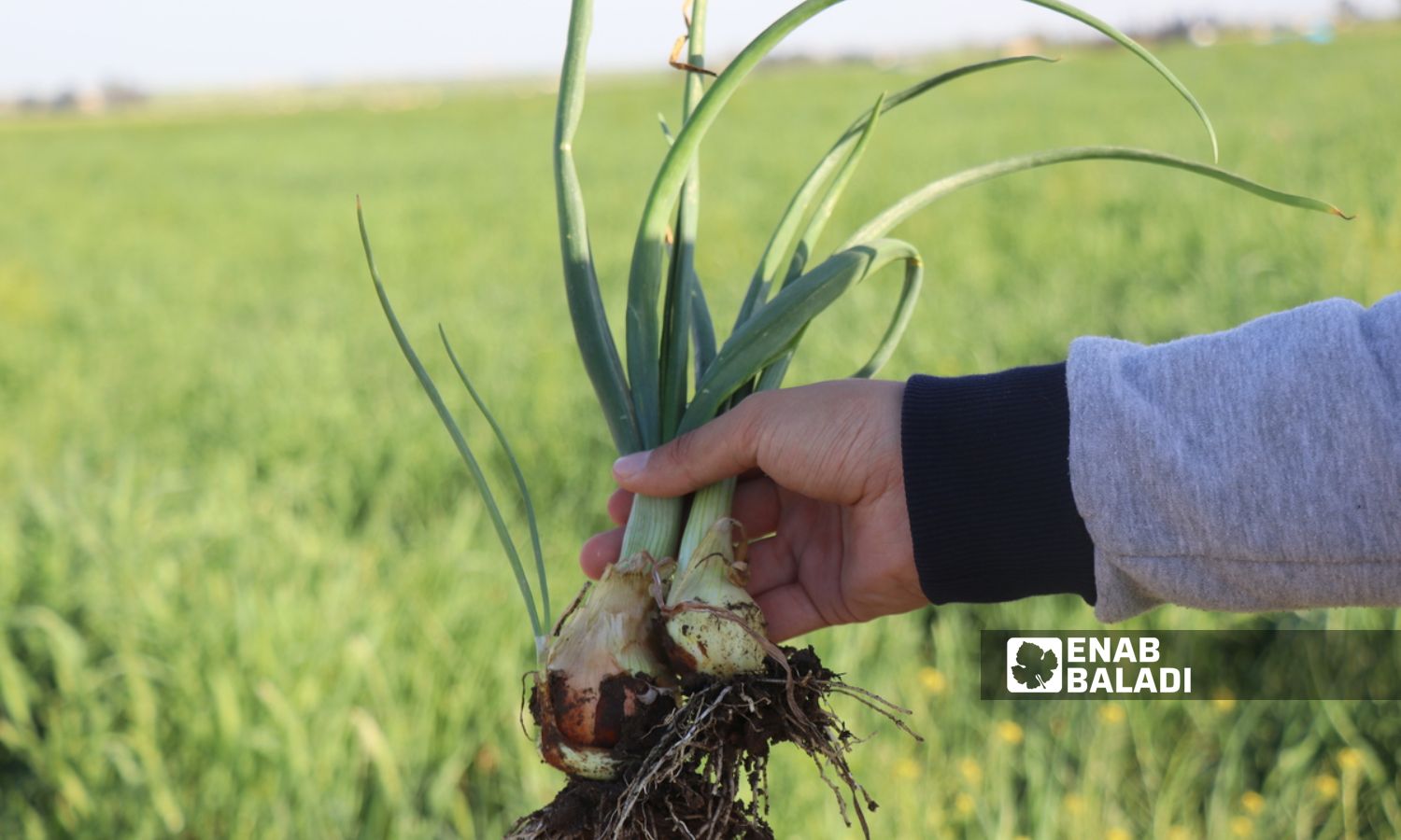 Farmers in Ras al-Ain, northwest of al-Hasakah, are turning to onion cultivation to compensate for their losses in wheat and cotton - April 8, 2024 (Enab Baladi)