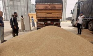 Delivery of wheat crop from farmers to the grains center in Raqqa city - May 31, 2023 (Agricultural Media in Syria/ Facebook)