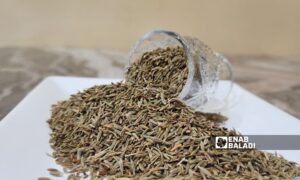 Cumin production in rural Aleppo has declined due to weather fluctuations - May 2024 (Enab Baladi)