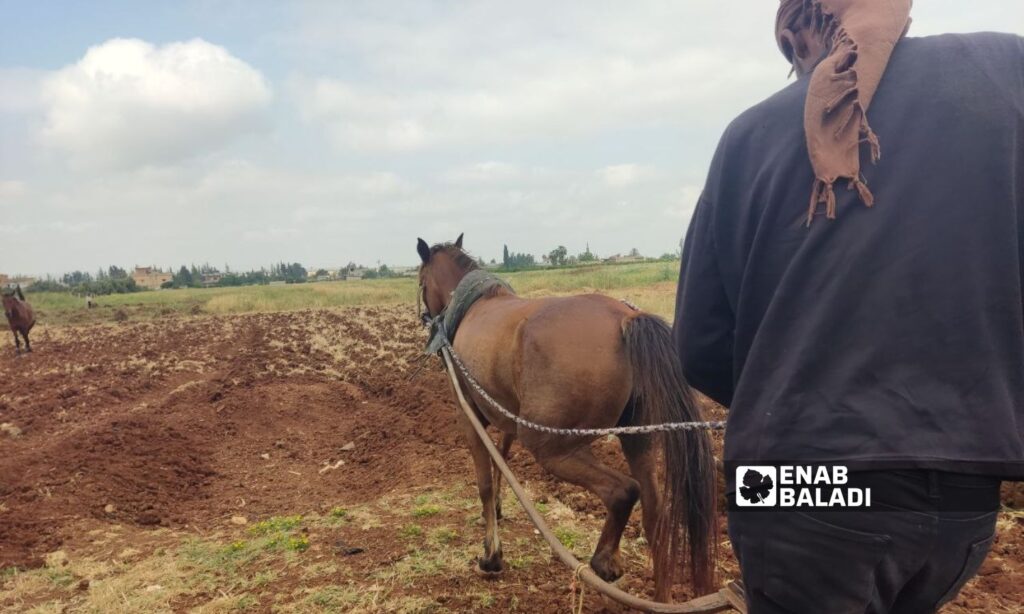 Plowing land with animals thrives in the town of Amouria in the western countryside of Daraa - May 5, 2024 (Enab Baladi/Halim Muhammad)