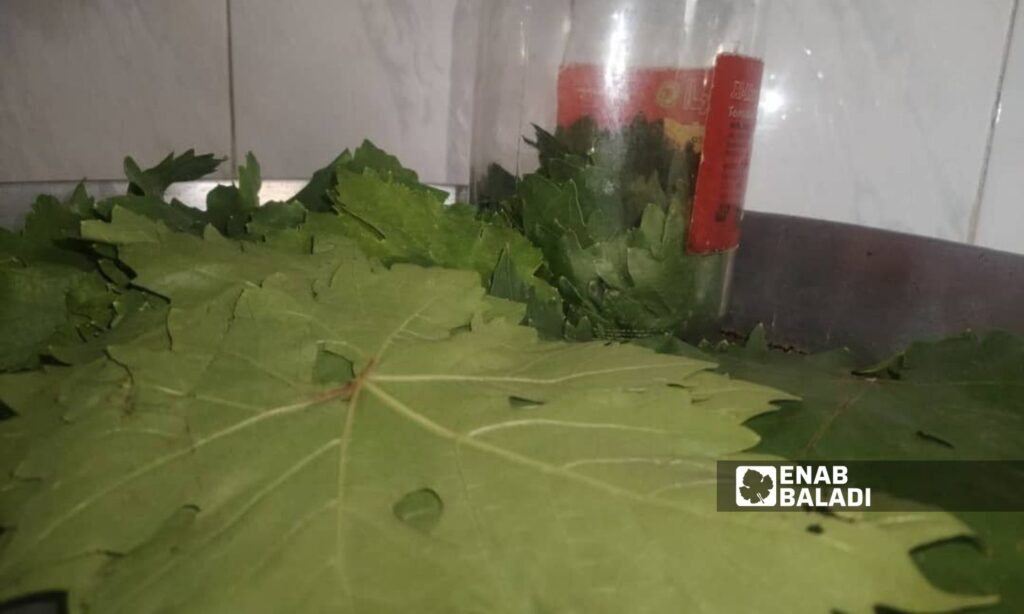 Preparing grape leaves supplies in Latakia – May 2024 (Enab Baladi/Linda Ali)