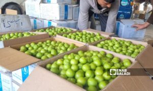 Idlib’s western countryside areas are known for the cultivation of green plums - May 15, 2024 (Enab Baladi/Anas al-Khouli)