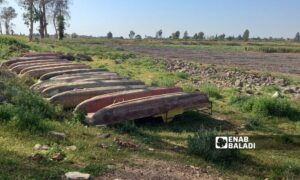 Lake Muzayrib in western Daraa countryside has turned into farmland - April 17, 2024 (Enab Baladi/Halim Muhammad)