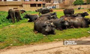 Herd of buffaloes on the outskirts of southern Qamishli - April 20, 2024 (Enab Baladi/Majd al-Salem)