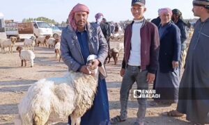 Sheep market in al-Hasakah - May 5, 2024 (Enab Baladi/Rita al-Ahmad)