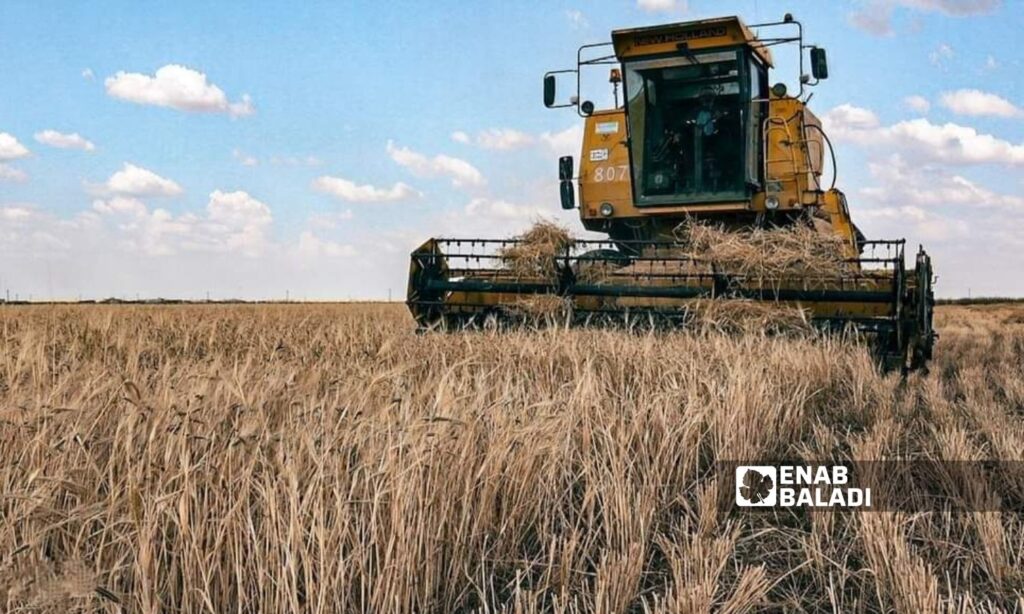 Wheat and barley fields in Ras al-Ain have declined in favor of new crops (Enab Baladi)