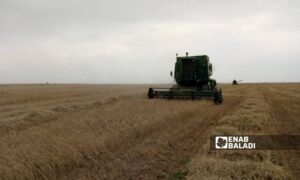 A combine harvester operating in an agricultural field in the Mabada sub-district, eastern countryside of al-Hasakah - May 19, 2024 (Enab Baladi)