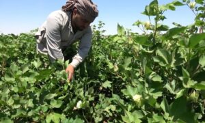 A farmer harvesting a cotton crop in areas controlled by the Autonomous Administration in northeastern Syria (Hawar News Agency)