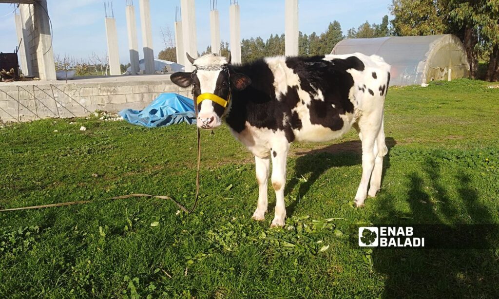 The costs of raising cattle are burdensome for breeders in Latakia (Selling cows in Syria/Facebook)