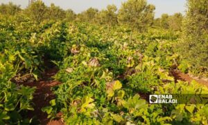 Zucchini crop damaged by high temperatures in Muzayrib, western rural Daraa - June 20, 2024 (Enab Baladi/Halim Muhammad)