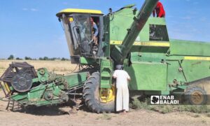 Wheat harvesting process in rural Deir Ezzor - May 15, 2024 (Enab Baladi/Obadah al-Sheikh)