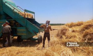 A worker pours wheat into an automatic harvester during the harvest on a farm in western rural Daraa - June 2, 2022 (Enab Baladi/Halim Muhammad)
