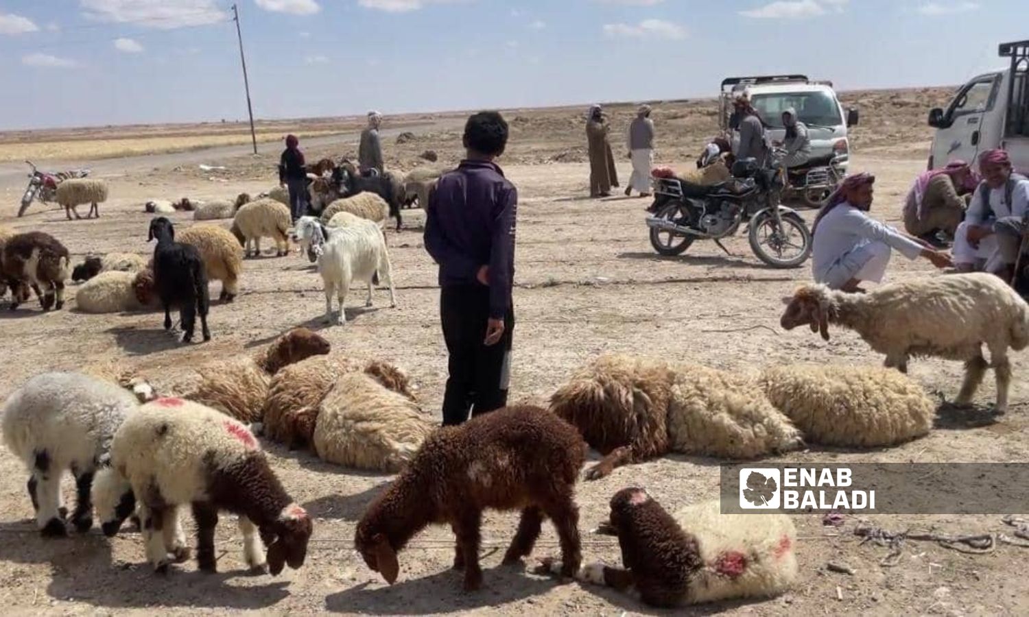 Weak demand for purchasing sacrificial animals in the sheep market in al-Hasakah - June 6, 2024 (Enab Baladi/Rita Ahmad)