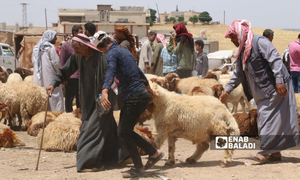 The livestock market is experiencing stagnation in Ras al-Ain due to the high prices of sacrificial animals - June 10, 2024 (Enab Baladi)